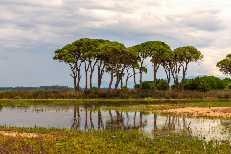 Δεν είναι ο Αμαζόνιος.. Είναι το μεγαλύτερο παραθαλάσσιο δάσος της χώρας.
