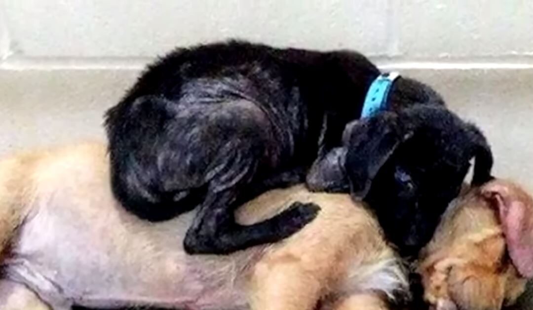 Δείτε το βίντεο “Πριν κοιμηθούν στο καταφύγιο, αυτά τα σκυλιά αγκάλιασαν ο ένας τον άλλον και έσωσαν τη ζωή τους!” στο YouTube