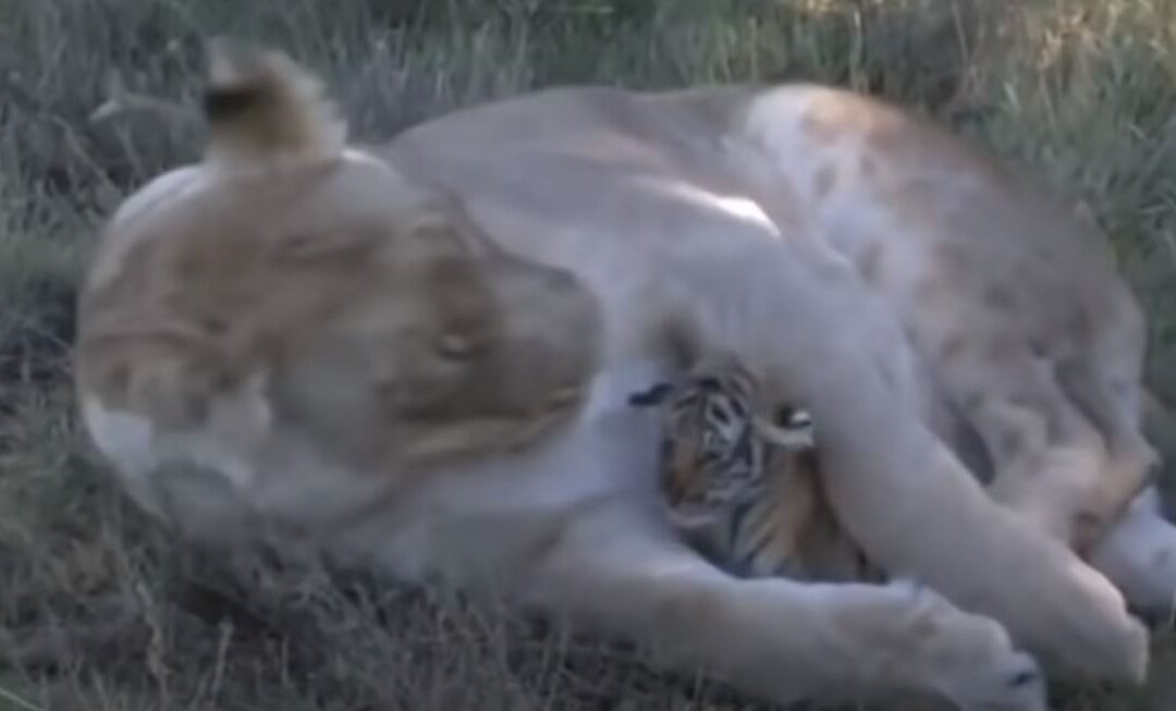 Δείτε το βίντεο “How Does a Lion Treat a Baby?” στο YouTube