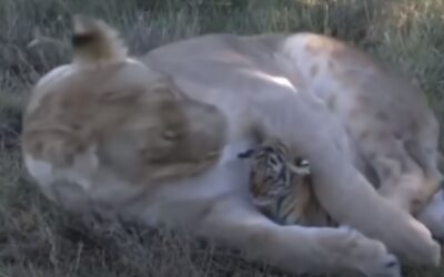 Δείτε το βίντεο “How Does a Lion Treat a Baby?” στο YouTube