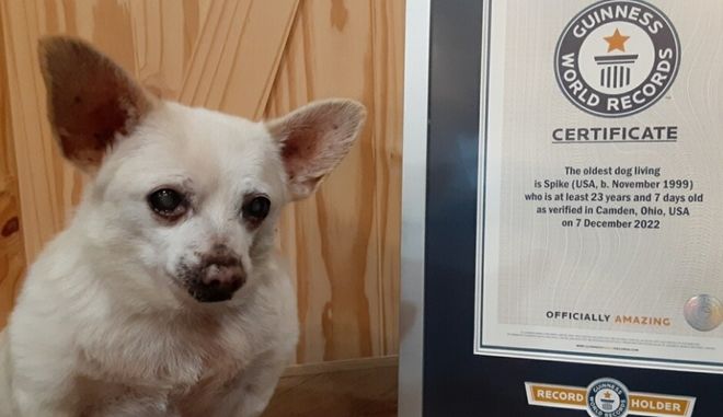Ο Spike είναι ο γηραιότερος σκύλος του κόσμου και δικαιωματικά του ανήκει μία θέση στο βιβλίο Γκίνες