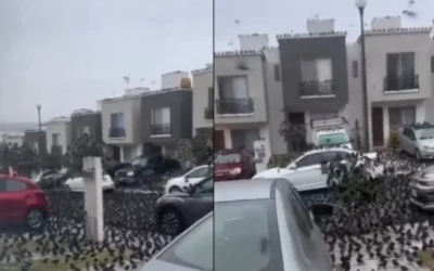 Φόβοι για το «τέλος του κόσμου» καθώς χιλιάδες πτηνά κατέκλυσαν δρόμο στο Μεξικό (vid)