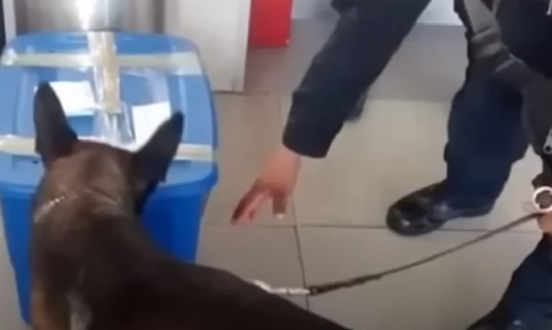 Δείτε το βίντεο “Ο βοσκός άρχισε να γαβγίζει στο κουτί, ανοίγοντας το, δεν μπορούσε να συγκρατήσει τα δάκρυα!” στο YouTube