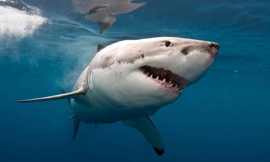 Καρχαρία 5 μέτρων στη λακωνική θάλασσα εμφανίζει video – Oι αρχές δεν έχουν ενημέρωση
