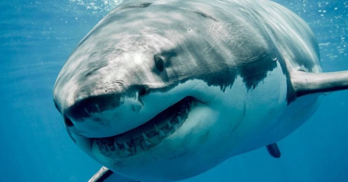 Καρχαρίας 🦈