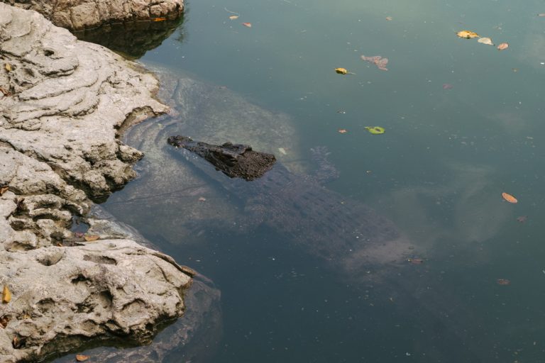 Μετά τον «Σήφη» στην Κρήτη, τώρα ψάχνουν… κροκόδειλο στη Ρόδο