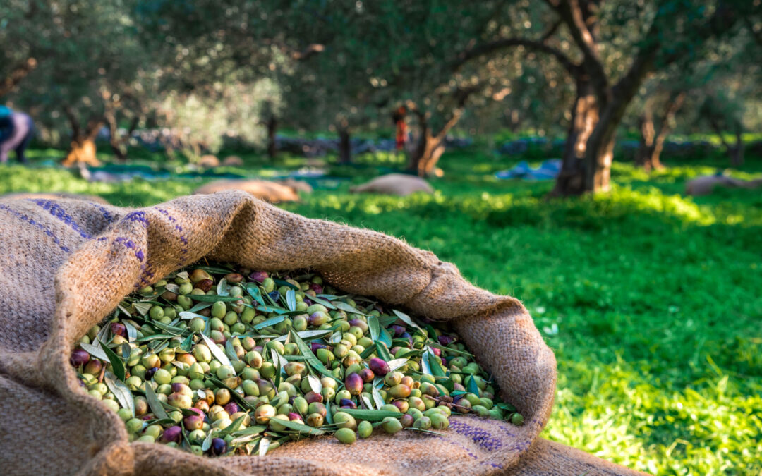 Βραδινές περιπολίες στους ελαιώνες και σεκιούριτι στα ελαιοτριβεία