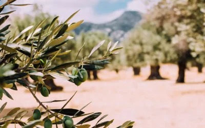 Πελοπόννησος: Μάζεψαν 10,5 τόνους ελιές από ξένα χωράφια και πούλησαν ελαιόλαδο αξίας 10.840 ευρώ