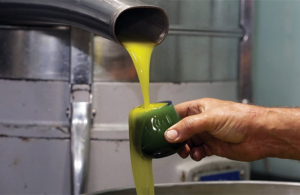 Ελαιόλαδο: Έκλεισε με τιμή-ρεκόρ στη Λακωνία