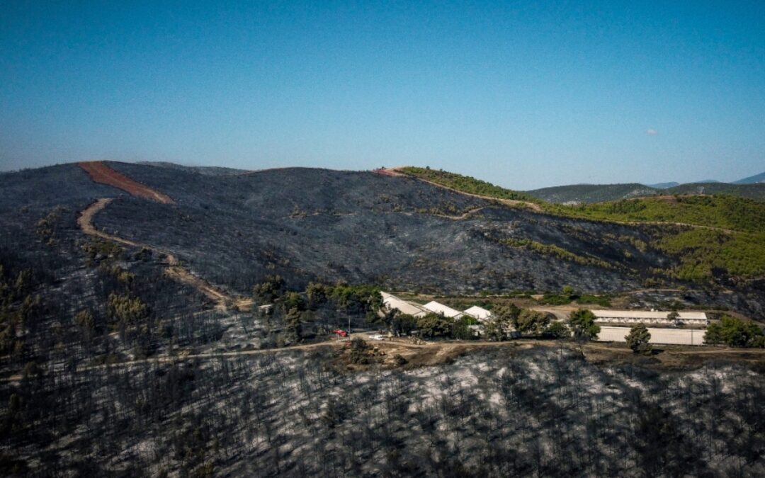 Φωτιά στην Εύβοια: Πάνω από 9.500 στρέμματα κάηκαν στον Πισσώνα