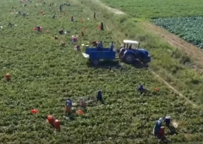 Απίστευτο στον ΟΠΕΚΕΠΕ: Διώκεται η υπάλληλος που αποκάλυψε το σκάνδαλο εκατομμυρίων στο YouTube