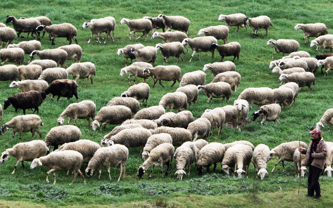 Ευλογιά αιγοπροβάτων: Εκρηξη κρουσμάτων σε μία εβδομάδα