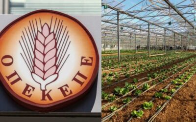 OΠΕΚΕΠΕ: Πότε θα δουν οι αγρότες τα λεφτά των επιδοτήσεων – Σε δύο φάσεις οι πληρωμές