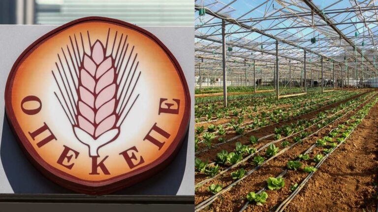 OΠΕΚΕΠΕ: Πότε θα δουν οι αγρότες τα λεφτά των επιδοτήσεων – Σε δύο φάσεις οι πληρωμές