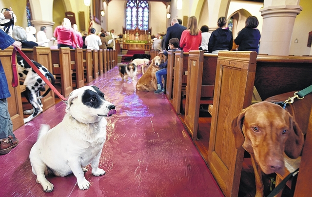 Ζώα Λειτουργίας σε Εκκλησίες: Η Τελευταία Προσπάθεια του Ελπιδοφόρου για Αποαγιοποίηση