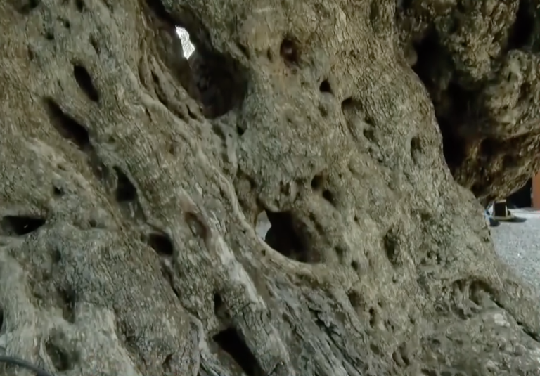 Λακωνία: Αποκαλυπτήρια της γηραιότερης ελιάς της Πελοποννήσου