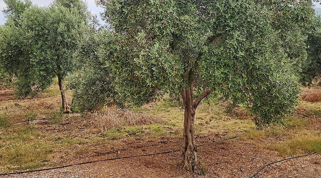 Καλές οι βροχές για τις ελιές αλλά δεν ήταν αρκετές, πως είναι η εικόνα της παραγωγής