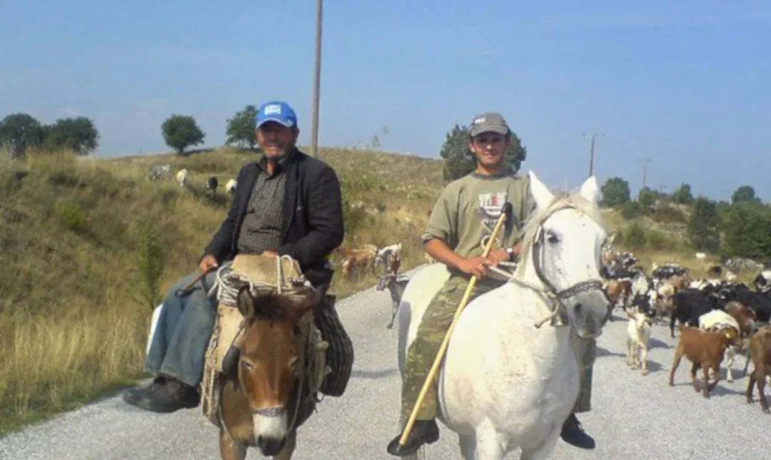 Μετακινούμενοι κτηνοτρόφοι: Διασχίζουν τη χώρα περπατώντας για ημέρες με τα κοπάδια, σε χαμαδιά και πανάχραιες στράτες