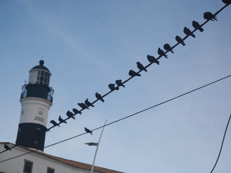 Γιατί τα πουλιά δεν παθαίνουν ηλεκτροπληξία όταν κάθονται πάνω σε ηλεκτροφόρα καλώδια