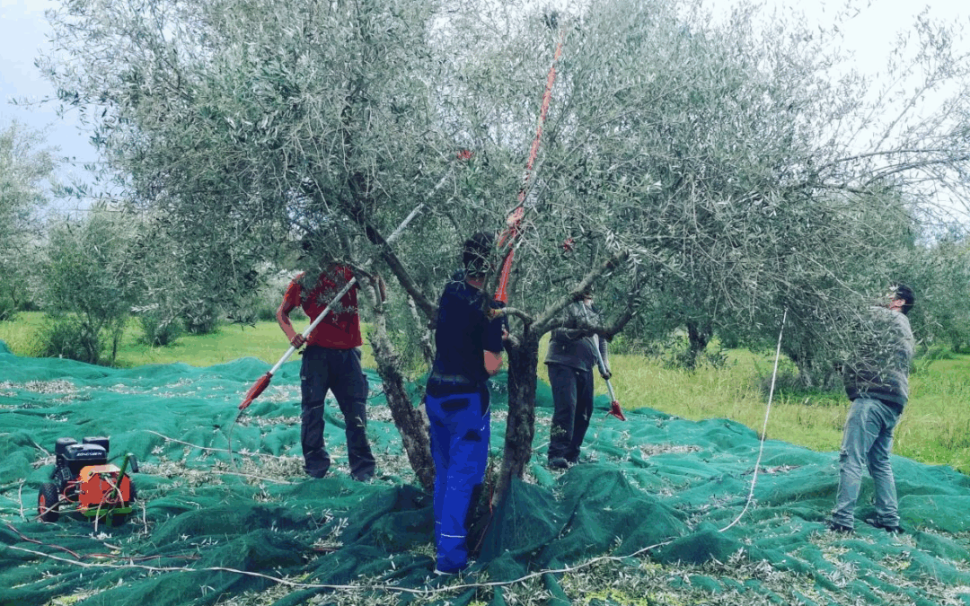 Πρόστιμα έως 5.000 ευρώ ή 12 συντάξεις για λίγες ελιές και… τρία ξεχασμένα «κλικ»