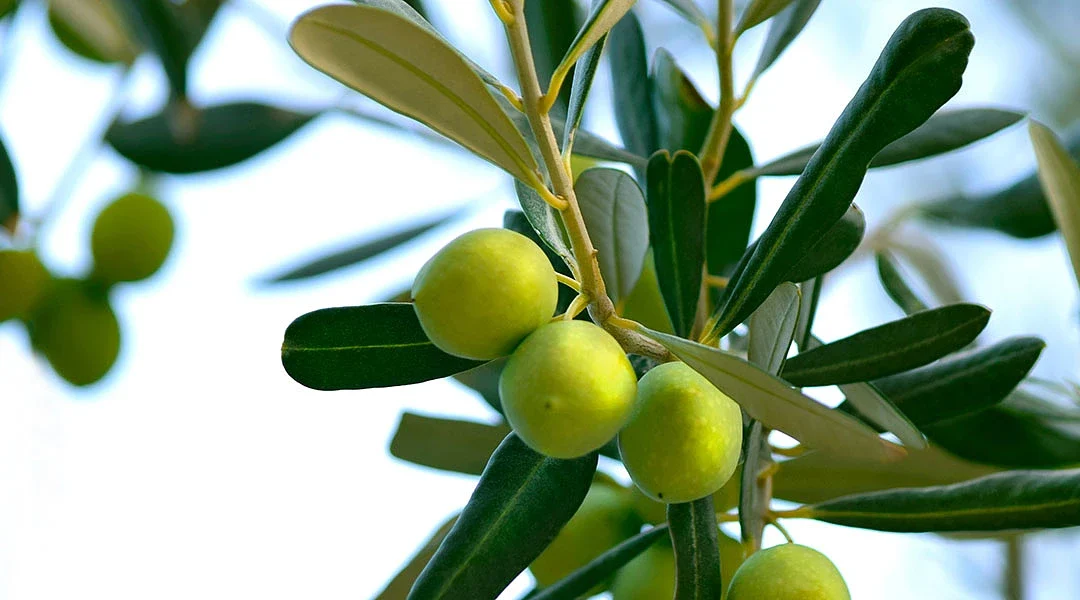 Ενίσχυση 200 ευρώ το στρέμμα ζητούν οι ελαιοπαραγωγοί λόγω της φετινής ακαρπίας