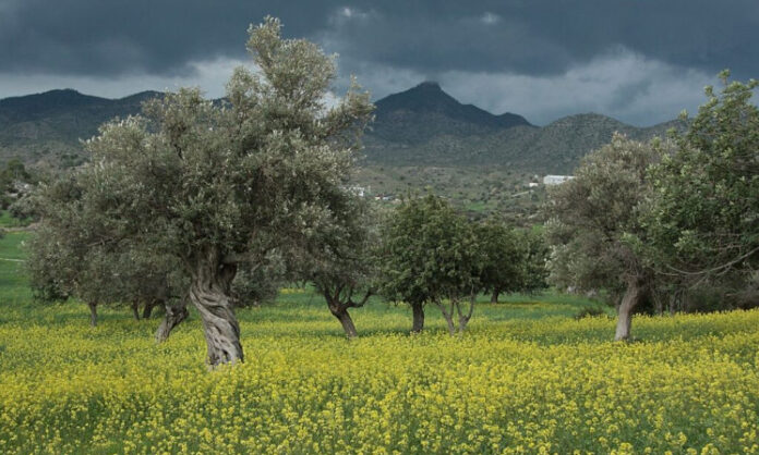 Ναι στο “Ελαιοκομικό Μητρώο, αλλά χωρίς παράλογες απαιτήσεις και πρόστιμα!