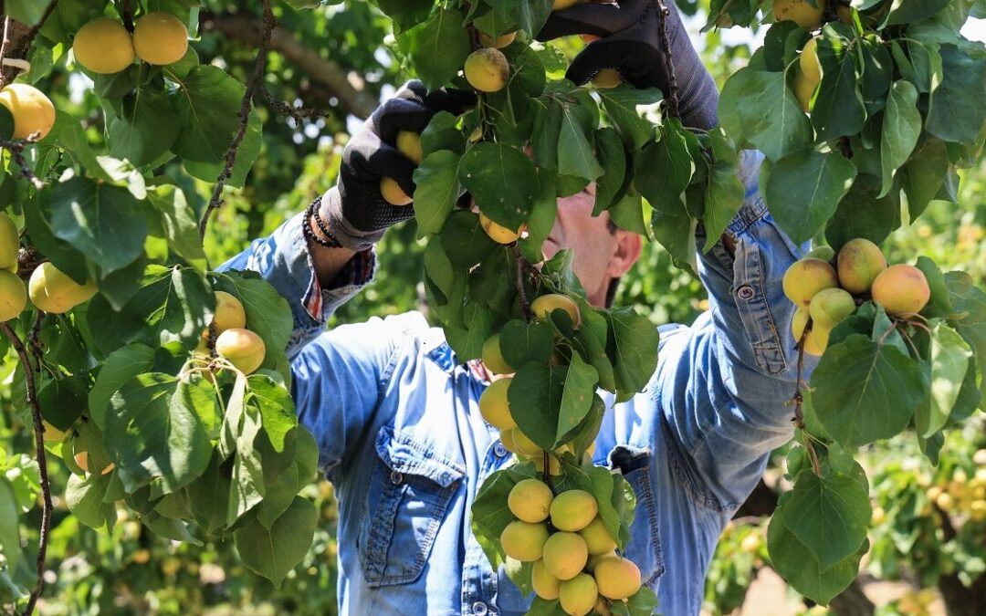 Black Friday και στον ΟΠΕΚΕΠΕ: Αγρότης περίμενε προκαταβολή 10.000 ευρώ και πήρε 1.000