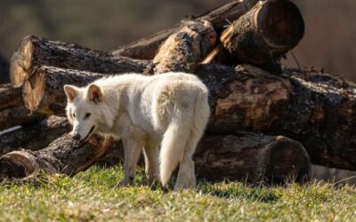 Μετά την ανάσταση του ανταρόλυκου έρχεται το βιοθησαυροφυλάκιο ζώων