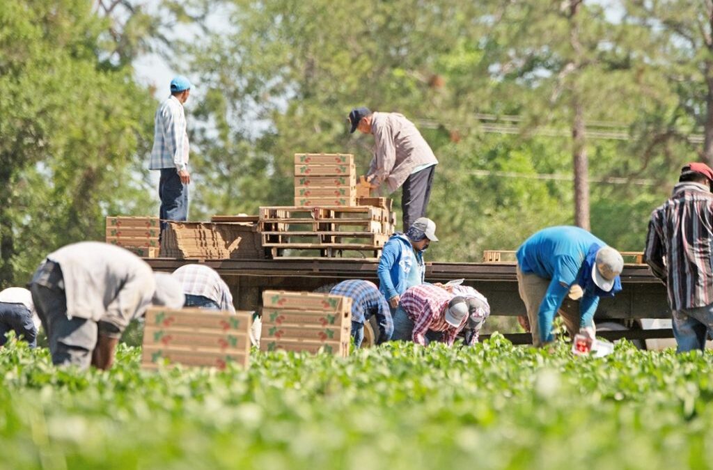 Παρελθόν το εργόσημο και πάνε όλοι πλέον για ασφάλιση εργατών γης στον ΕΦΚΑ
