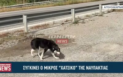 Συγκινεί ο μικρός “Χάτσικο” της Ναυπακτίας