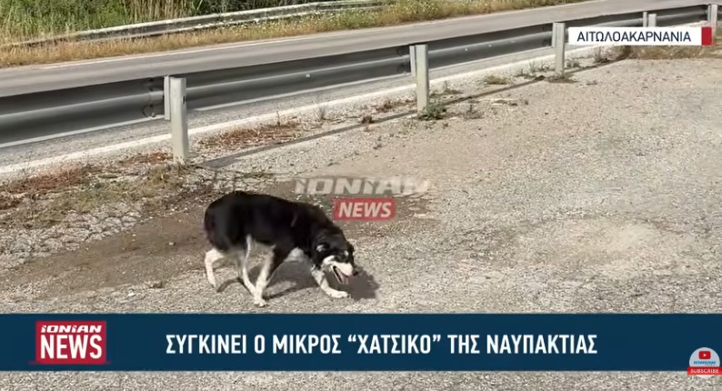 Συγκινεί ο μικρός “Χάτσικο” της Ναυπακτίας