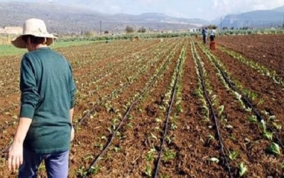 Γεωργία: Η πενταετία που «εξαϋλώθηκε» το αγροτικό εισόδημα