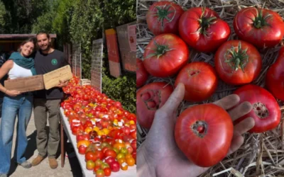 Αγρότης στην Ισπανία καλλιέργησε ντομάτες του 1916: Πώς κατάφερε να βρει τον σπόρο τους