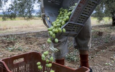 Ελιά: Υποχρεωτικές οι δηλώσεις συγκομιδής – Η διαδικασία –