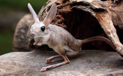 8 ζώα που δεν χρειάζεται να πίνουν νερό
